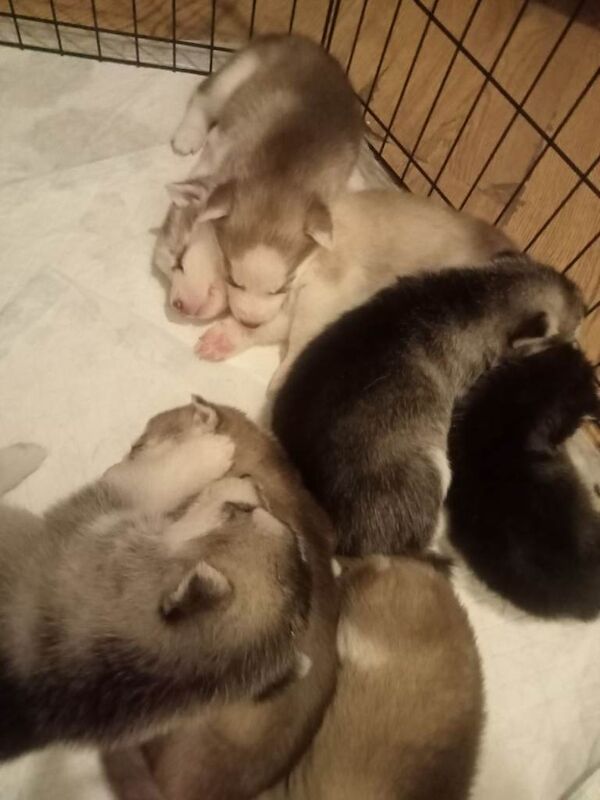 Siberian Husky Puppies - Image 3 of 3