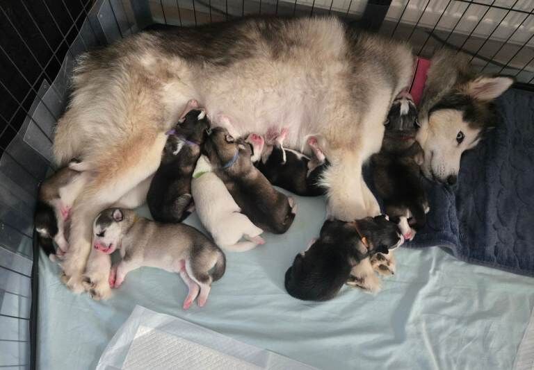 Husky Puppies For Sale