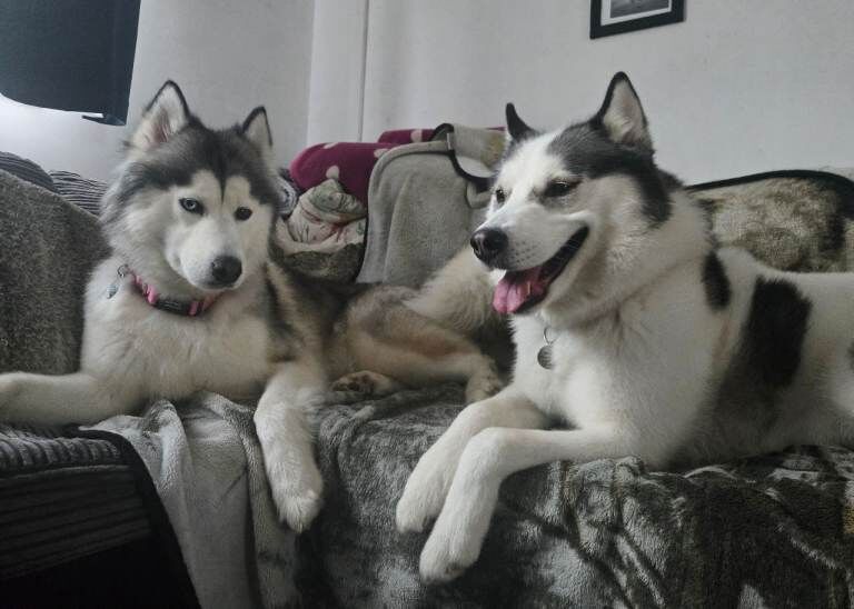 Siberian husky puppies - Image 2 of 6
