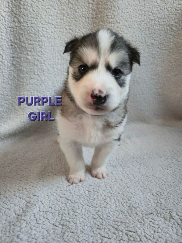 Siberian husky puppies - Image 3 of 6