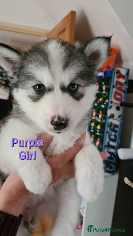 Siberian husky puppies - Image 4 of 6