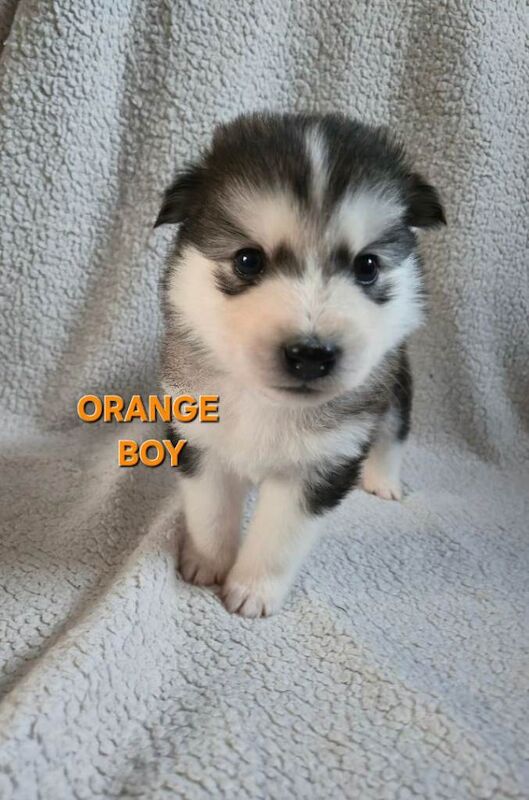 Siberian husky puppies - Image 5 of 6