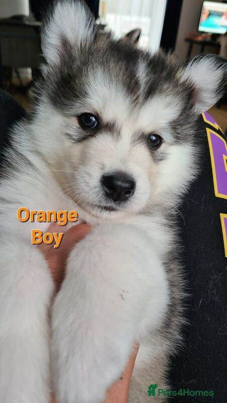 Siberian husky puppies - Image 6 of 6