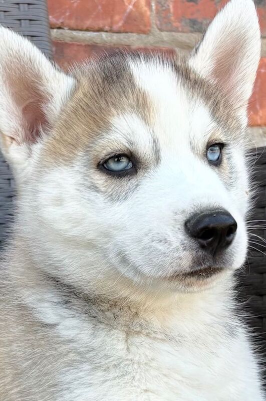Husky Puppies For Sale