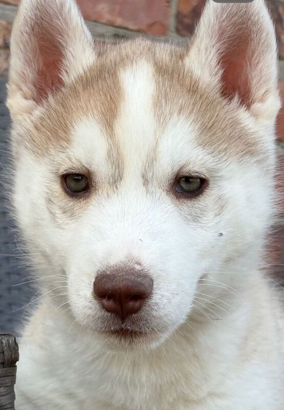 Siberian husky puppies - Image 2 of 6