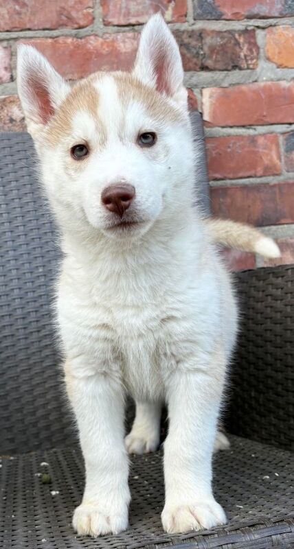 Siberian husky puppies - Image 3 of 6