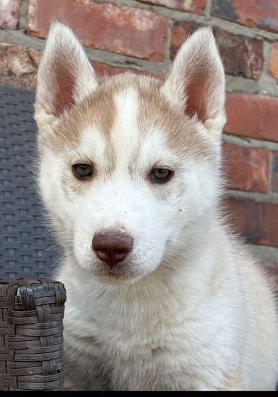 Siberian husky puppies - Image 4 of 6
