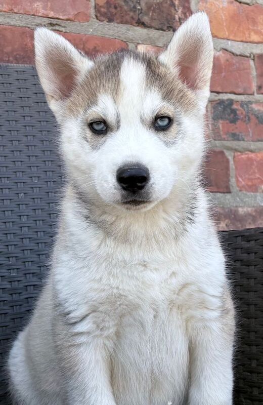 Siberian husky puppies - Image 5 of 6