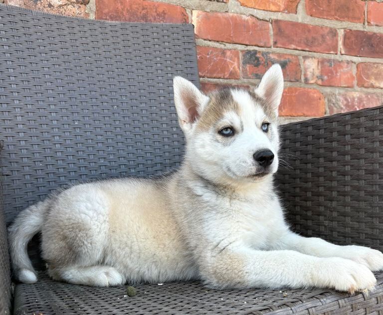 Siberian husky puppies - Image 6 of 6