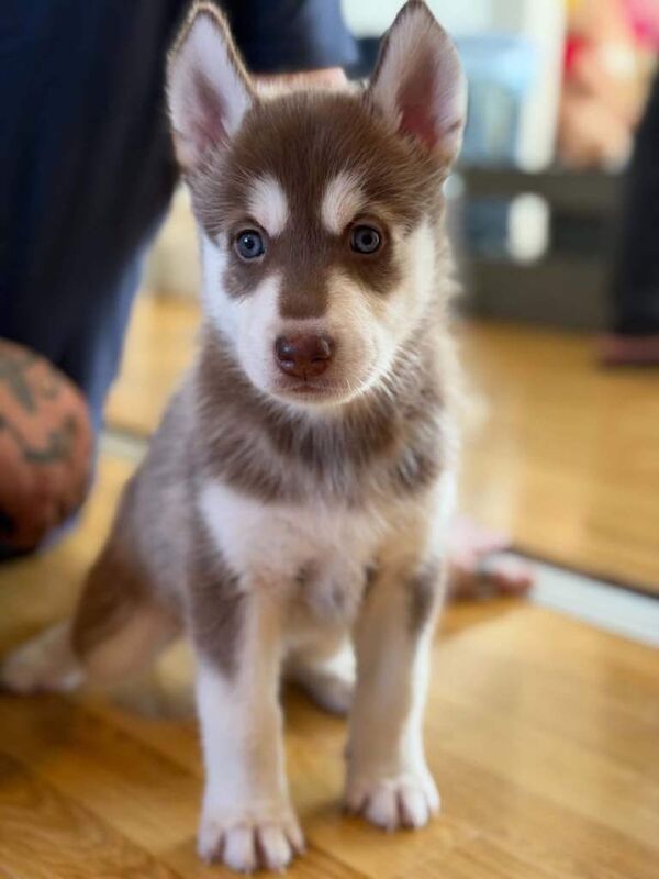 Siberian Husky puppies