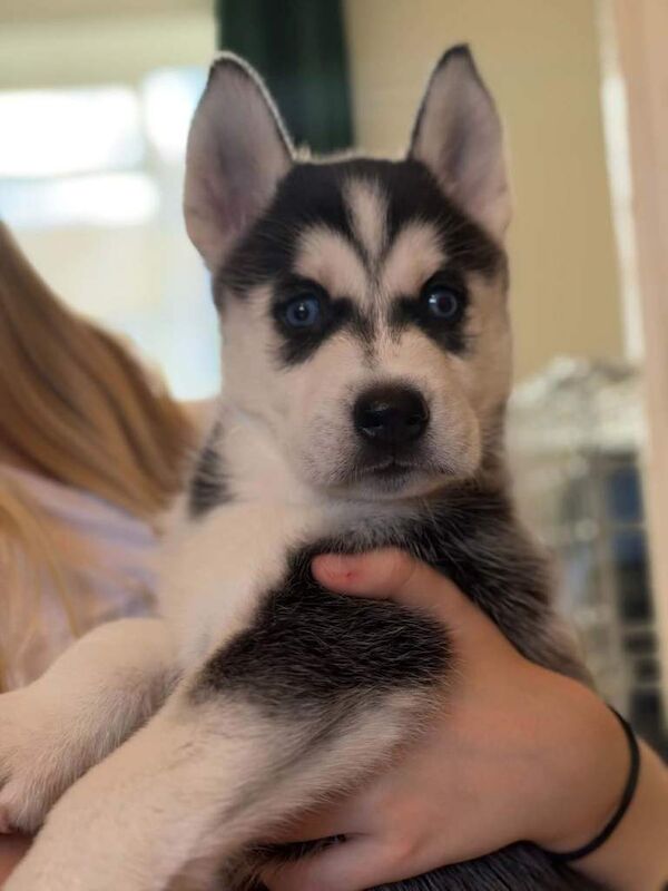 Siberian Husky puppies - Image 2 of 3