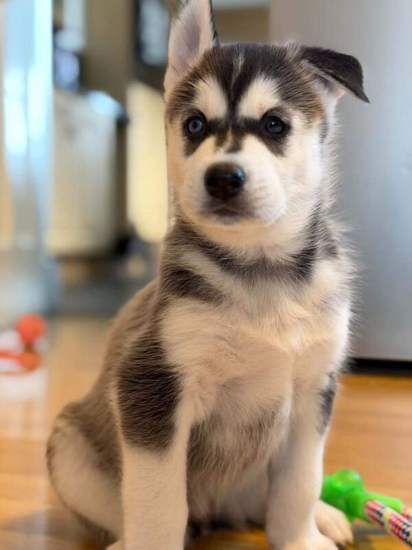 Siberian Husky puppies - Image 3 of 3