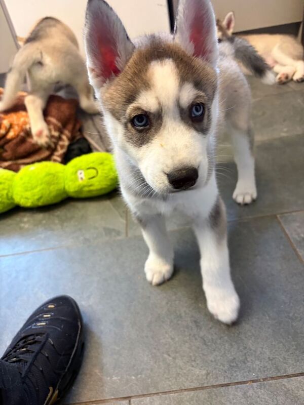 Siberian Husky Puppies For Sale Under £1,000