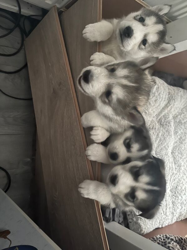 Siberian husky puppies for sale in Blantyre, South Lanarkshire | Image 2