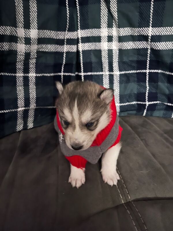 Siberian husky puppies for sale in Blantyre, South Lanarkshire | Image 3
