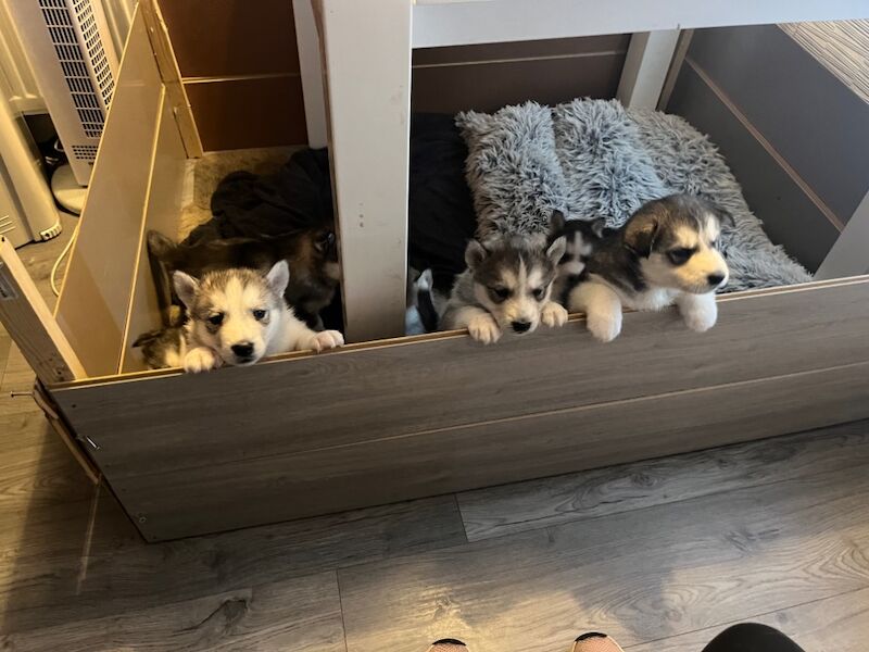 Siberian Husky puppies for sale in Blantyre, South Lanarkshire – 8 months old - Image 4 of 9