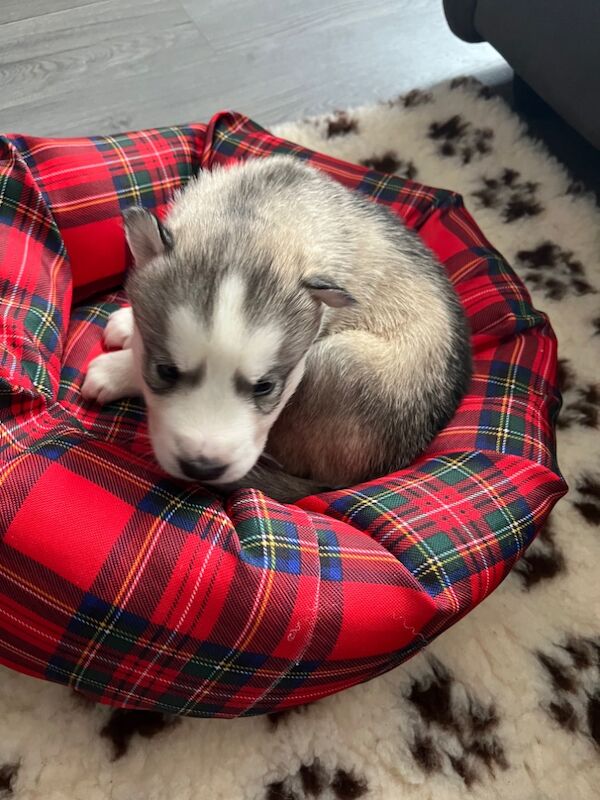 Siberian Husky puppies for sale in Blantyre, South Lanarkshire – 8 months old - Image 5 of 9