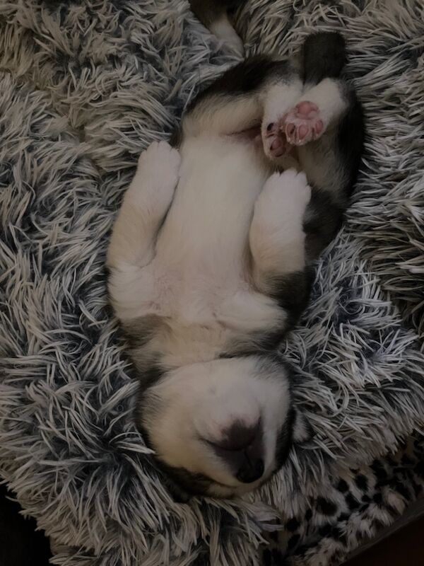 Siberian Husky puppies for sale in Blantyre, South Lanarkshire – 8 months old - Image 6 of 9