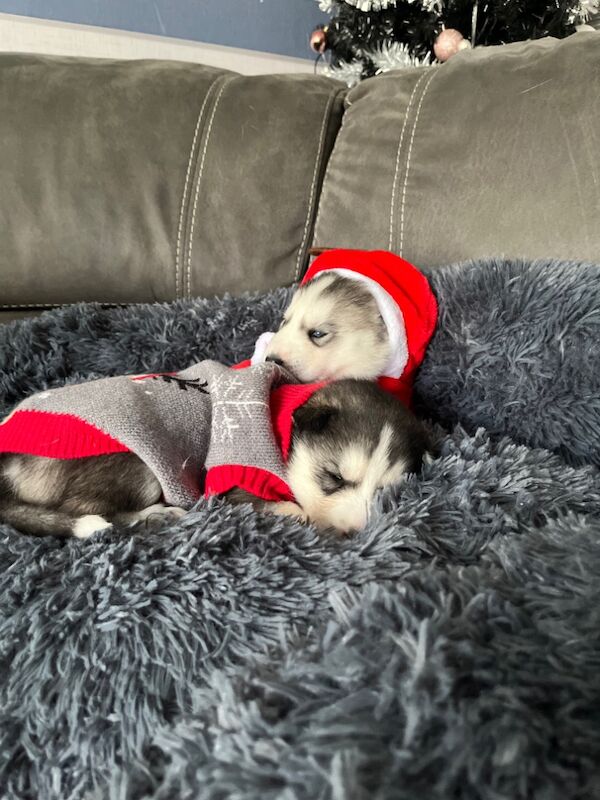 Siberian Husky puppies for sale in Blantyre, South Lanarkshire – 8 months old - Image 7 of 9