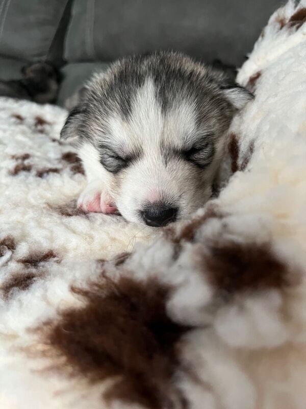 Siberian Husky puppies for sale in Blantyre, South Lanarkshire – 8 months old - Image 8 of 9