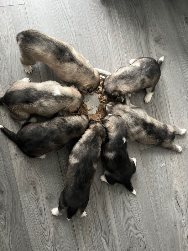 Siberian Husky puppies for sale in Blantyre, South Lanarkshire – 8 months old - Image 9 of 9