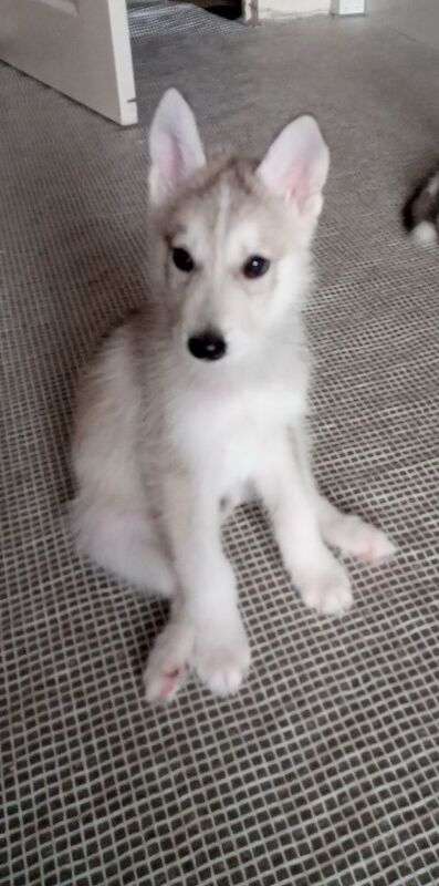 Siberian husky puppies for sale