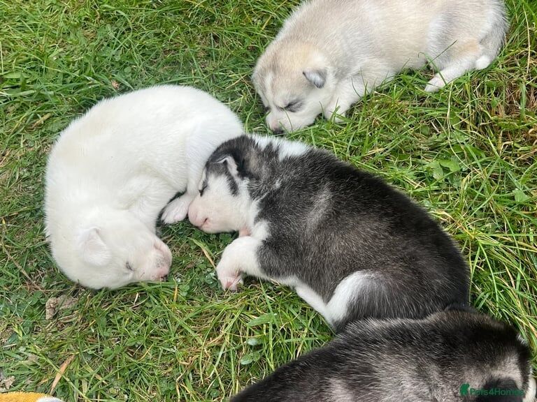 Siberian Husky puppies for sale in Helston, Cornwall – KC registered, 4 weeks old