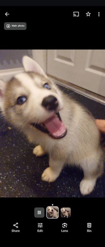Siberian Husky puppies for sale in Romford, Greater London – 7 weeks old