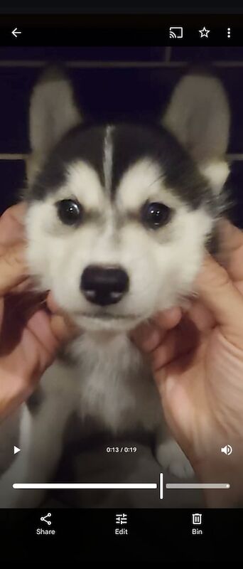 Siberian Husky puppies for sale in Romford, Greater London – 3 months old - Image 2 of 3
