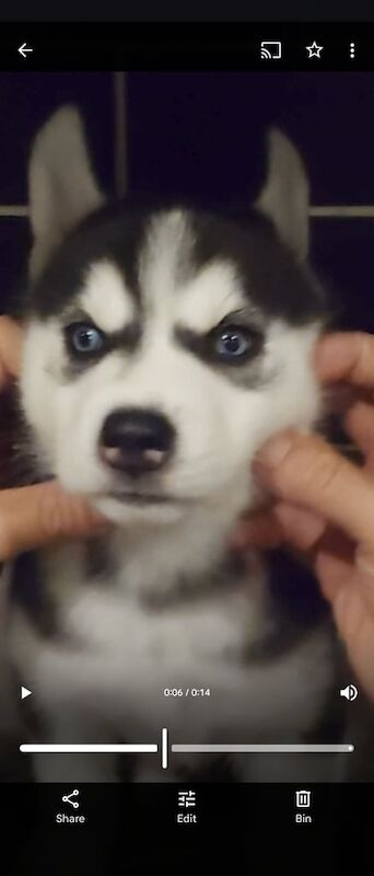 Siberian Husky puppies for sale in Romford, Greater London – 3 months old - Image 3 of 3