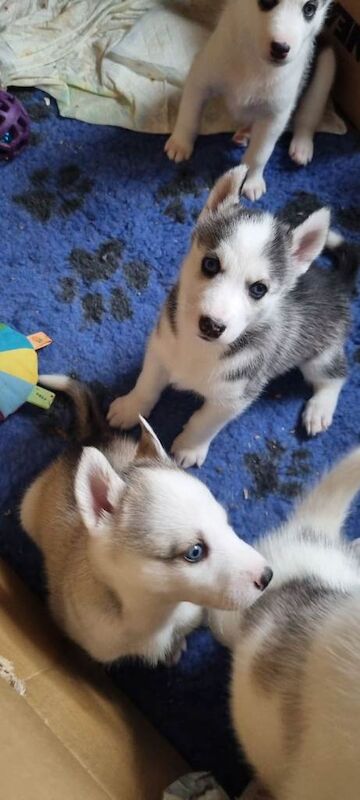 Siberian Husky puppies for sale
