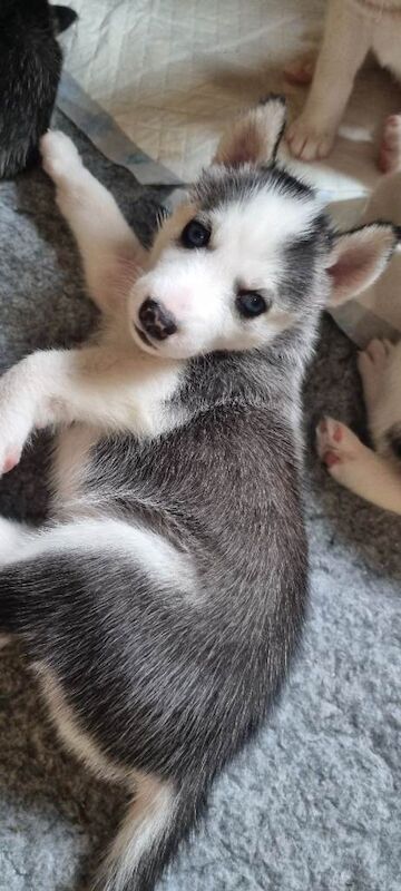 Siberian Husky puppies for sale - Image 2 of 4