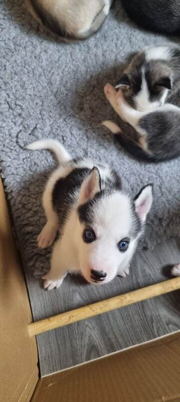 Siberian Husky puppies for sale - Image 3 of 4