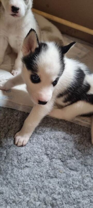 Siberian Husky puppies for sale - Image 4 of 4