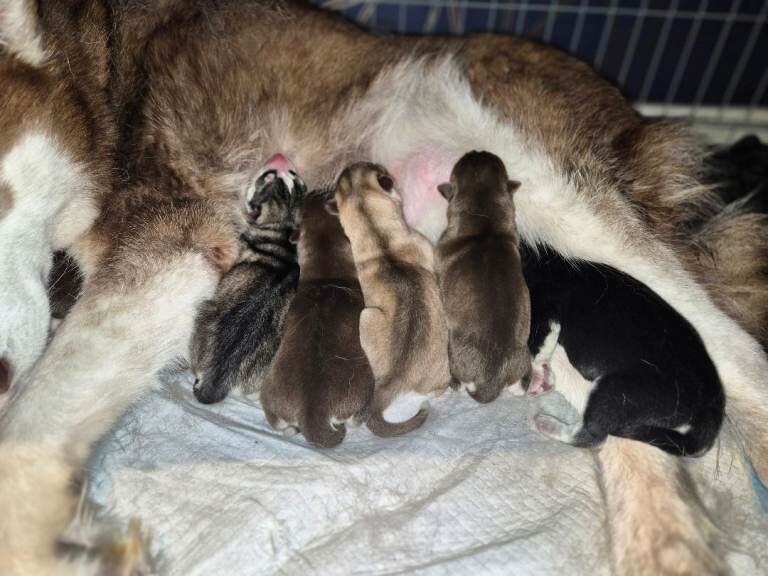 Siberian Husky Puppies Looking for Loving Homes