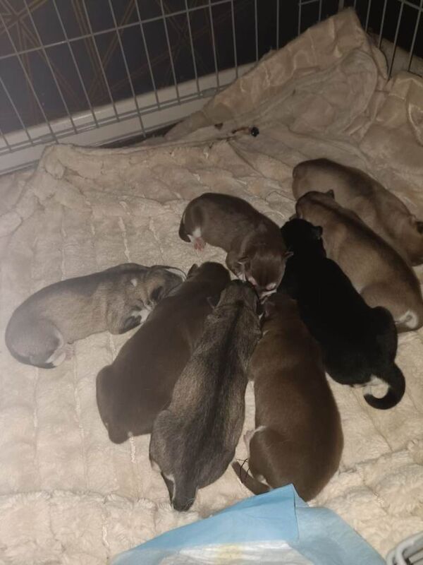 Siberian Husky Puppies Looking for Loving Homes - Image 2 of 2