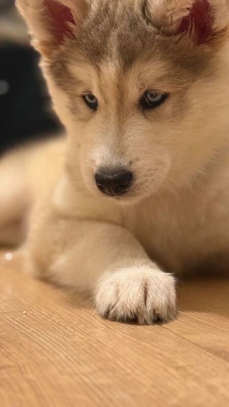 Siberian Husky puppies for sale in Romford, Greater London – 11 weeks old
