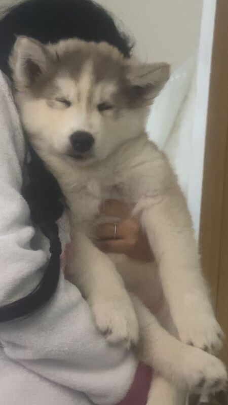 Siberian Husky puppies for sale in Romford, Greater London – 11 weeks old - Image 2 of 3