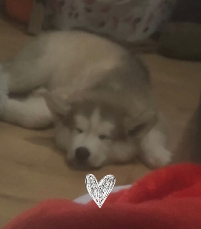Siberian Husky puppies for sale in Romford, Greater London – 11 weeks old - Image 3 of 3
