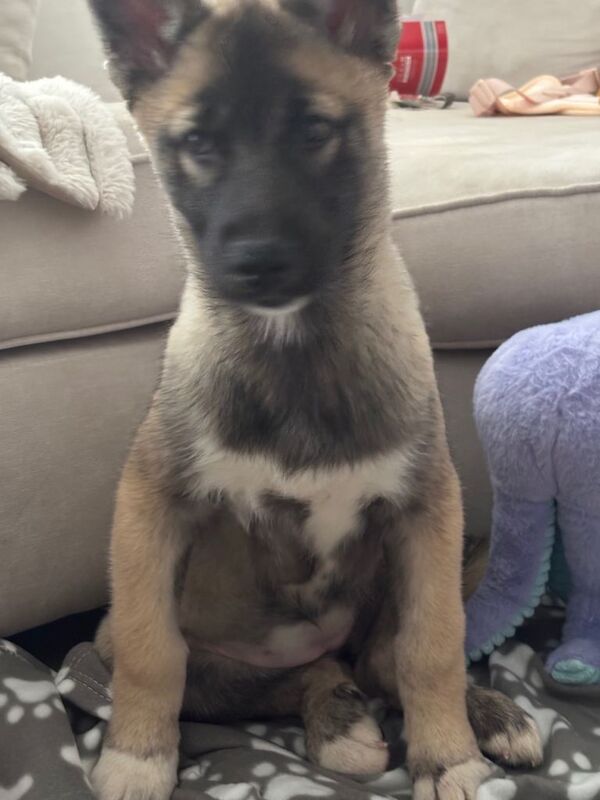 Siberian Husky puppy looking for a new home.