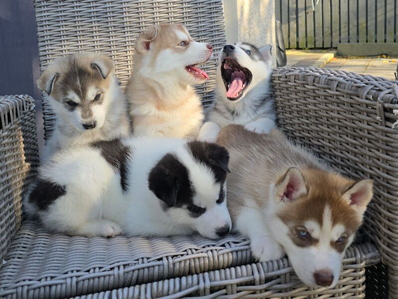 Siberian Husky puppies for sale in Armadale, West Lothian – 6 weeks old - Image 1 of 10