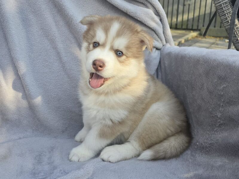Siberian Husky puppies for sale in Armadale, West Lothian – 6 weeks old - Image 2 of 10