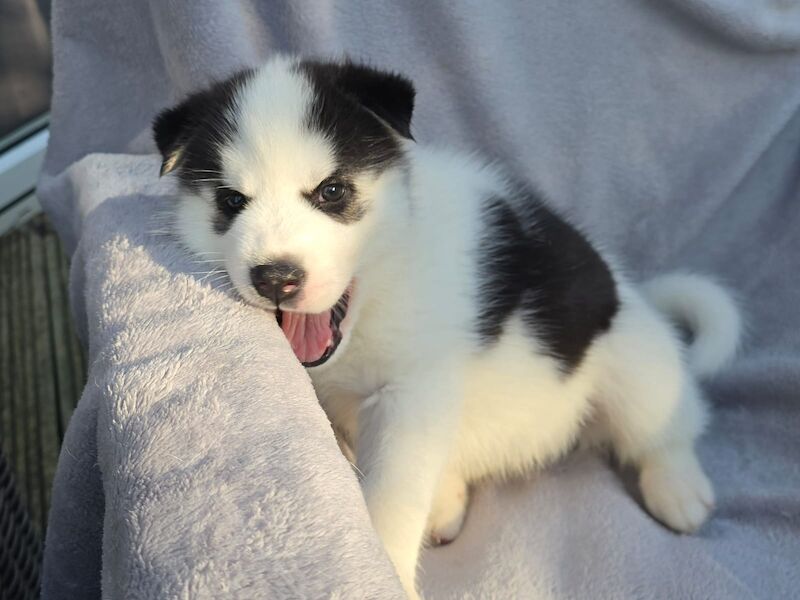 Siberian Husky puppies for sale in Armadale, West Lothian – 6 weeks old - Image 3 of 10
