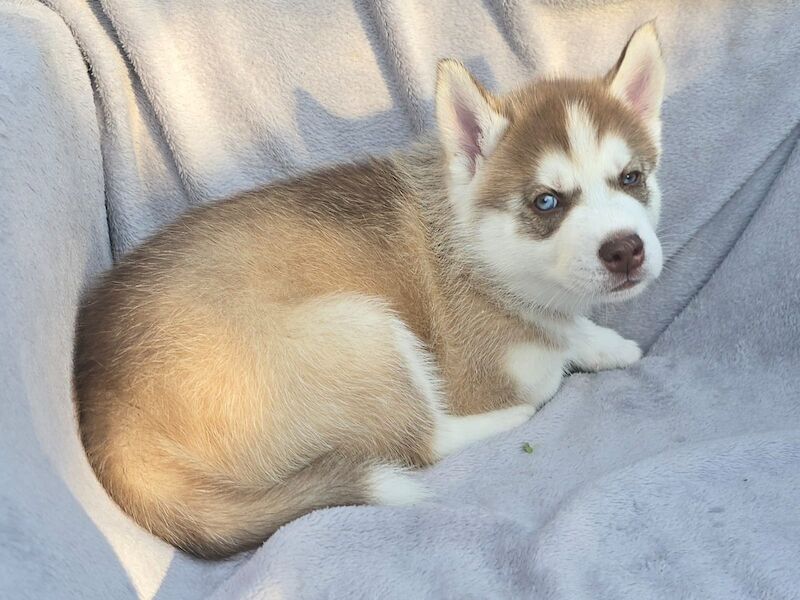 Siberian Husky puppies for sale in Armadale, West Lothian – 6 weeks old - Image 4 of 10