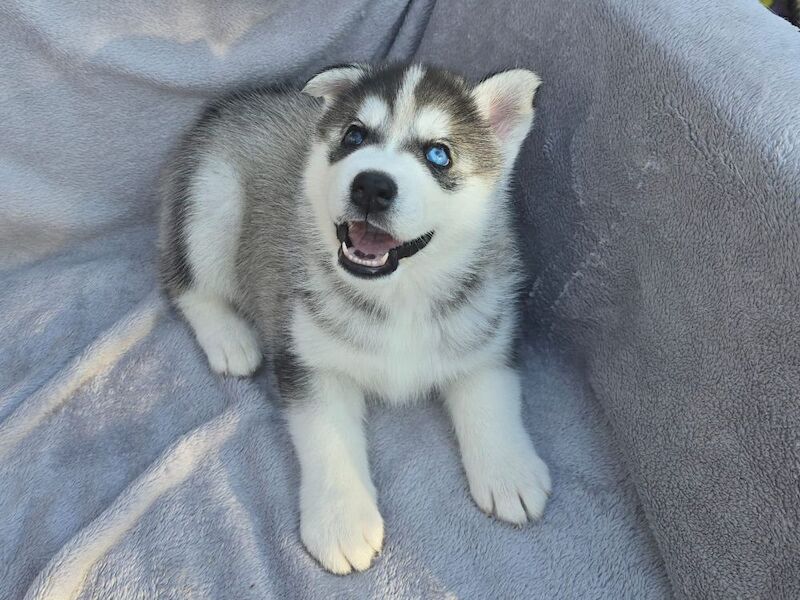 Siberian Husky puppies for sale in Armadale, West Lothian – 6 weeks old - Image 6 of 10