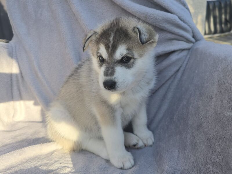 Siberian Husky puppies for sale in Armadale, West Lothian – 6 weeks old - Image 7 of 10