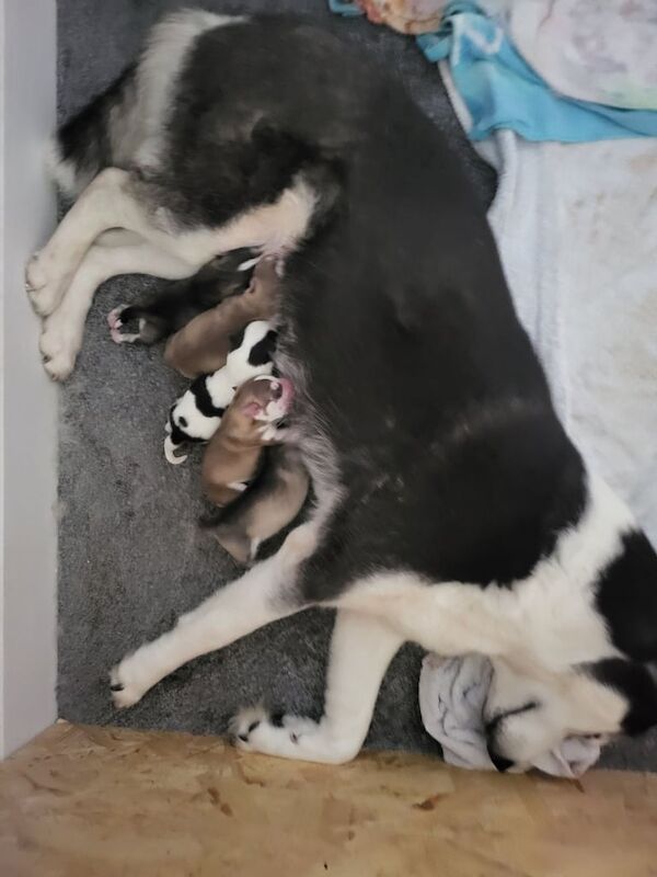 Siberian Husky puppies for sale in Bathgate, West Lothian – 5 days old