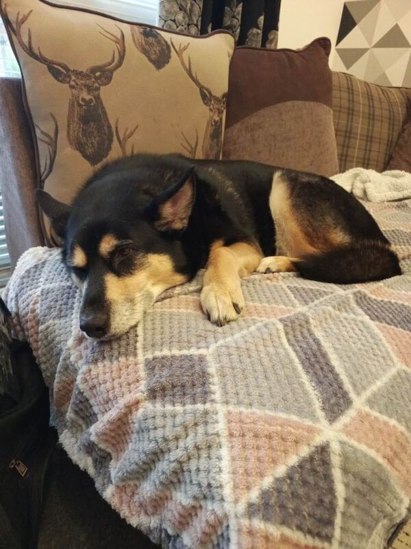 Siberian Husky, She's 8 Years Old.