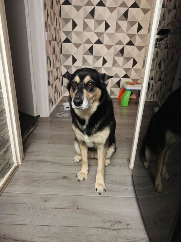 Siberian Husky, She's 8 Years Old. - Image 2 of 2