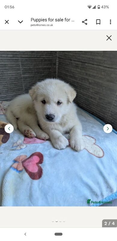 Siberian husky x Alaskan malamute puppies for sale in Southminster, Essex - Image 1